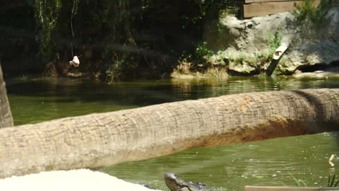 Dangerous Jaws: Leaping Alligator in Florida Stock Footage 242565589
