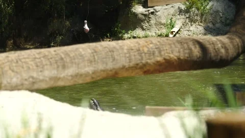 Dangerous Jaws: a Wild Alligator Feeding Stock-Footage 242565340