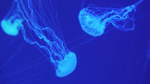Dangerous jellyfish (Chrysaora Pacifica) floating underwater. Stock Footage 122247929