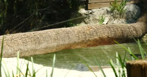 Dangerous Leap of a Hungry Alligator Stock Footage 242565966