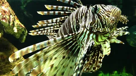 Dangerous Lion fish  Stock Footage 11135751