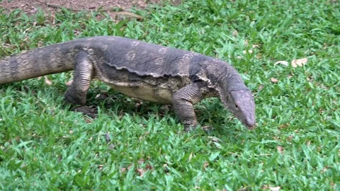 Dangerous lizard predator wild striped varan, varanus salvator, on grass in Stock Footage 75334744
