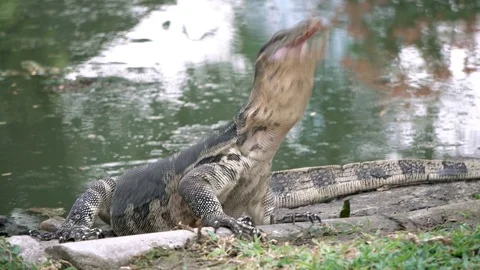 Dangerous lizard predator wild striped varan, varanus salvator, on the ground Video stock 75334975