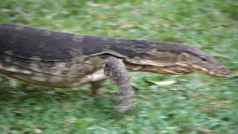 Dangerous lizard predator wild striped varan, varanus salvator, on grass in Video stock 75467503