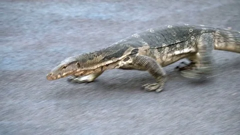 Dangerous lizard predator wild striped varan, varanus salvator, on road in Stock Footage 75467533