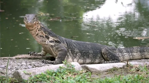 Dangerous lizard predator wild striped varan, varanus salvator, on the ground Video stock 76022408