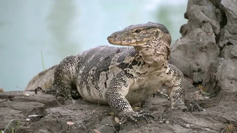 Dangerous lizard predator wild striped varan, varanus salvator, on the ground Stock-Footage 76022505