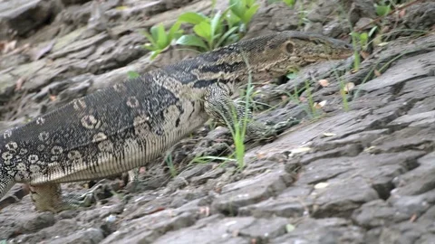 Dangerous lizard predator wild striped varan, varanus salvator, on the ground in Stock Footage 76738577