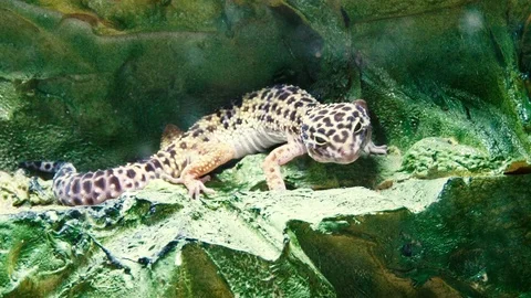 Dangerous lizard sitting on green leaves Stock Footage 101371509