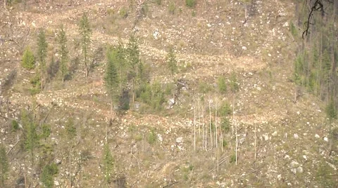 Dangerous Logging road zigzags up a forest clear-cut scar Stock Footage