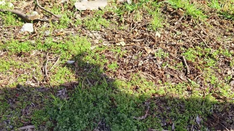 Dangerous man with gun Stock Footage 268057005