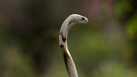 Dangerous monocled cobra snake looking around alertly Stock Footage 336668571