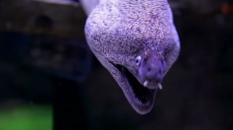 Dangerous moray Stock Footage 49467376