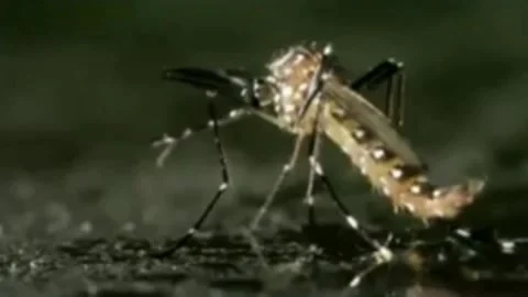 Dangerous mosquito Stock Footage 202198028