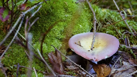 Dangerous mushrooms in the forest Video stock 94426882