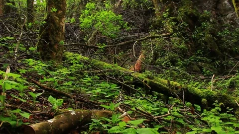 Dangerous nature with wild forests and rocks Stock Footage 267231291