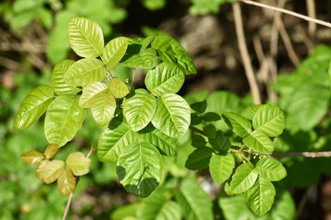 Dangerous New Western Poison Oak Leaves High Quality Stock Photos