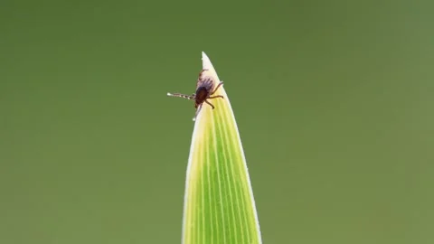 Dangerous parasite tick aka Ixodes ricinus is walking on the grass straw.  스톡 동영상 310517787