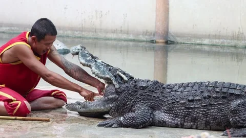 Dangerous performance with crocodile. Stock Footage 280781193