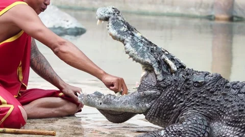 Dangerous performance with crocodile. Stock Footage 300905229
