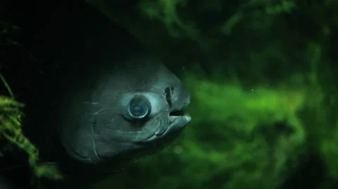 Dangerous piranha under water Vidéo 32302587