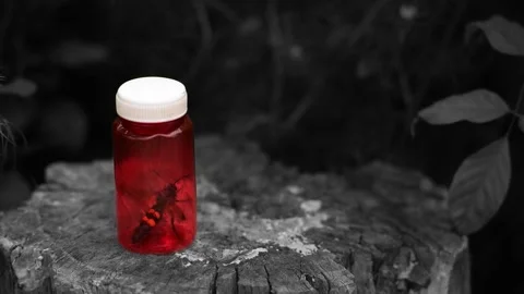 Dangerous poisonous insect is trying to get out of a red plastic sample Stock Footage 130843590
