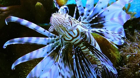 Dangerous poisonous lion fish in a marine aquarium Stock Footage