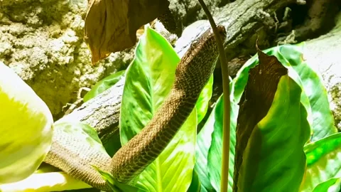 Dangerous poisonous snake with a pattern on skin moves on a tree showing tongue Stock Footage 141685822
