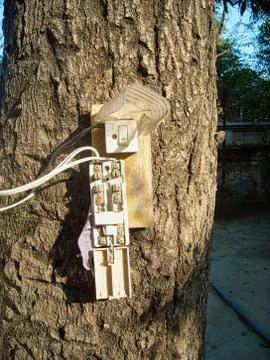 Dangerous power on a tree Stock Photos