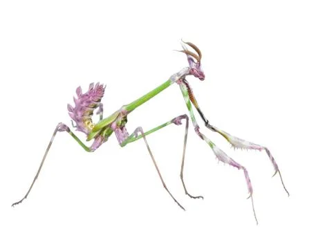 Dangerous predator mantis insect catches prey Stock Photos