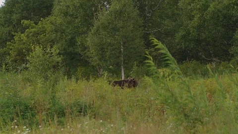 Dangerous predatory bear goes among tall grass at edge of forest in nature Stock Footage 327346588