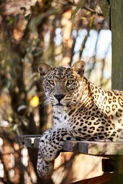 Dangerous predeter leopard sitting and laying on wooden bench or wooden litte Stock Photos