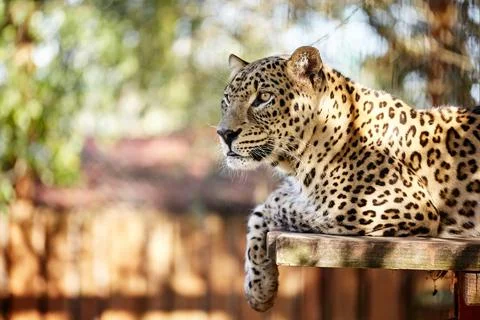 Dangerous predeter leopard sitting and laying on wooden bench or wooden litte Stock Photos