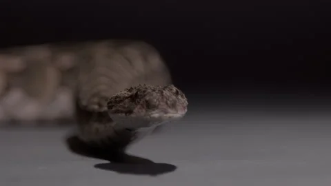 Dangerous puff adder snake slow motion nature documentary Stock Footage 263528933
