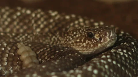 Dangerous Rattlesnake Stock Footage 45228903