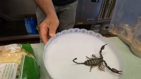 Dangerous Scorpio in box for eating net live Stock-Footage 101846000