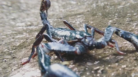 Dangerous scorpion close up view. HD video footage Stock Footage 40524701