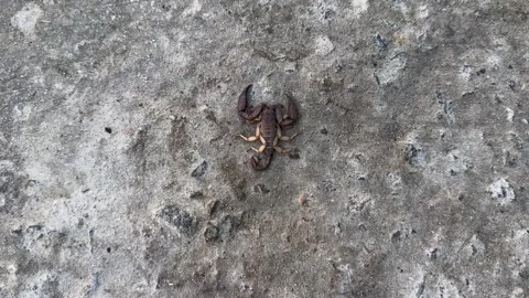 Dangerous Scorpion on Rough Outdoor Surface. Stock Footage 301756501