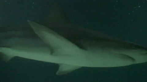 Dangerous Sharks 스톡 동영상 10560810