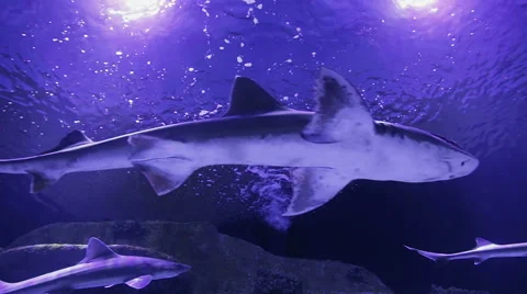 Dangerous sharks Stock Footage 49468592