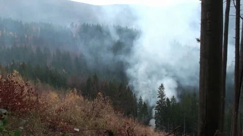 Dangerous Smoke In Forest Stock Footage 32665807