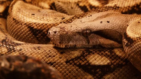 Dangerous snake close up Stock Footage 101371358