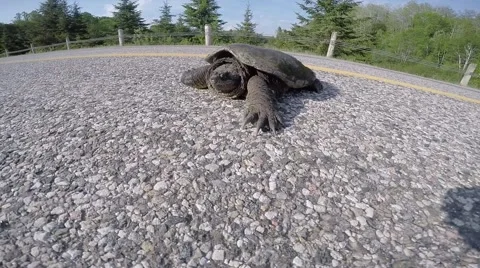 Dangerous snapping turtle closeup camera on pole Stock Footage 50972748
