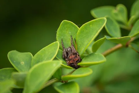 Dangerous spider hiding in green foliage Stock Photos