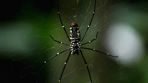 Dangerous Spider in Web Waiting, Close-Up, Araneae, Arthropods, Venom Stock Footage 2184832
