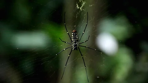 Dangerous Spider in Web Waiting, Close-Up, Araneae, Arthropods, Venom Video stock 2186630