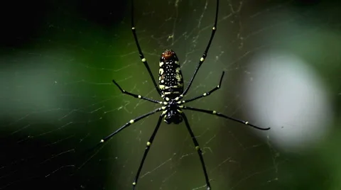 Dangerous Spider in Web Waiting, Close-Up, Araneae, Arthropods, Venom Video stock 2189817