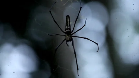 Dangerous Spider in Web Waiting, Close-Up, Araneae, Arthropods, Venom 動画素材 2220376