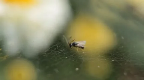 Dangerous Spider in Web Waiting, Close-Up, Araneae, Arthropods, Venom Stock Footage 8861366