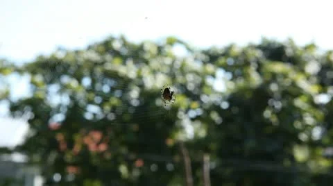 Dangerous Spider in Web Waiting, Close-Up, Araneae, Arthropods, Venom Vídeos de archivo 9506524